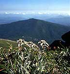 薬師岳の高山帯