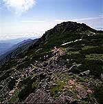 薬師岳の高山帯