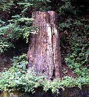 Large silicified wood of reed