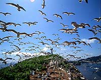 椿島ウミネコ繁殖地