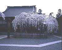 竜谷寺のモリオカシダレ