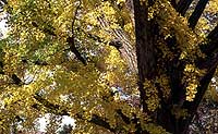 Ginkgo in Soso Temple