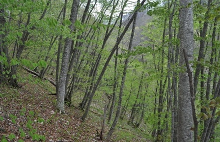 平糠のイヌブナ自然林