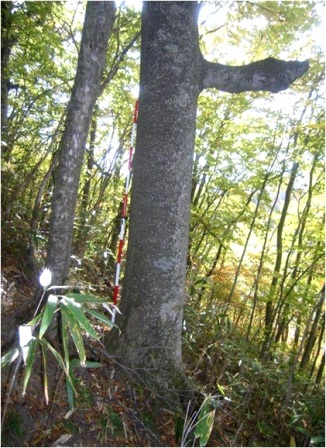 田鎖神社のブナ・イヌブナ林