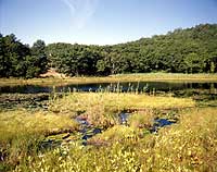 湯田湯川沼の浮島