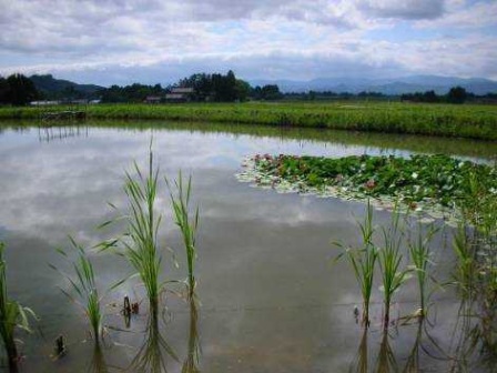 花巻矢沢地区のゼニタナゴ生息地