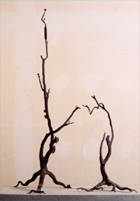 Iron tree (Yuki / orange tree)