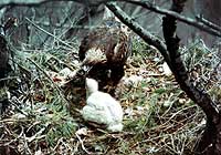 Golden eagle breeding ground