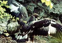 Golden eagle breeding ground