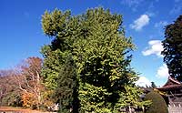 Great Ginkgo in Nagaizumi Temple