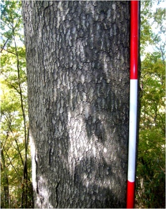 Beech-Inubuna forest of Tashin Shrine