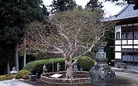 Fumonji寺的Sarusbury