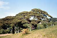 Persimmon pine in light clothes