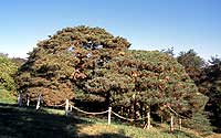 Persimmon pine in light clothes