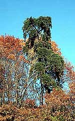 Tamayama fern pine