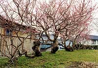 Osawa's Ryukyu plum