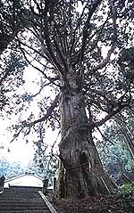 The cedar cedar of Tokushi-ji