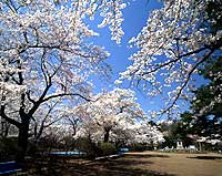 在Komaga Shrine和Mizusawa Park的Hagan型樱花组